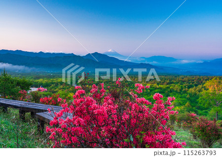 （山梨県）ツツジ咲く清里の美し森から富士山遠望　早朝 115263793