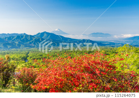 (山梨県)清里の美し森から、朝の光を浴びて輝くツツジと富士山遠望 早朝 (山梨県)清里の美し森から、朝の光を浴びて輝くツツジと富士山遠望 早朝 115264075