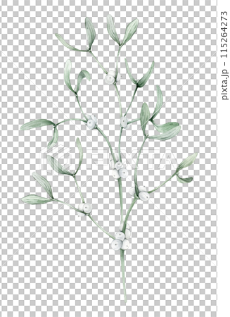 Christmas traditional watercolor hanging mistletoe bouquet isolated on white background. Hand painted plant illustration for winter holidays design. New years white berry branch with green leaf. 115264273