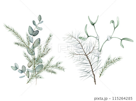New Year's composition of green plants eucalyptus and white mistletoe. Coniferous forest branches of spruce or fir and pine. Watercolor hand drawing illustration on isolated white background. 115264285