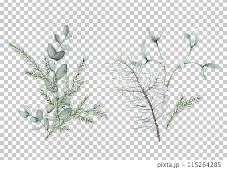 New Year's composition of green plants eucalyptus and white mistletoe. Coniferous forest branches of spruce or fir and pine. Watercolor hand drawing illustration on isolated white background. 115264285