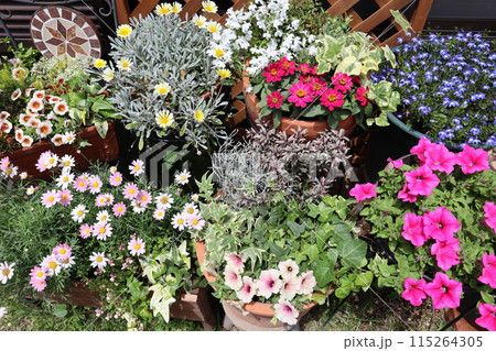 春、夏の花の寄せ植え＆寄せ鉢 115264305