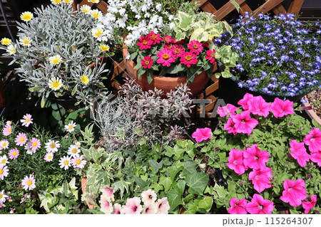 夏の花の寄せ植え＆寄せ鉢 115264307