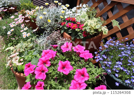 カラフルな花の寄せ植え＆寄せ鉢 115264308