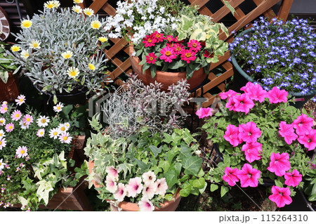 カラフルな花の寄せ植え＆寄せ鉢 115264310