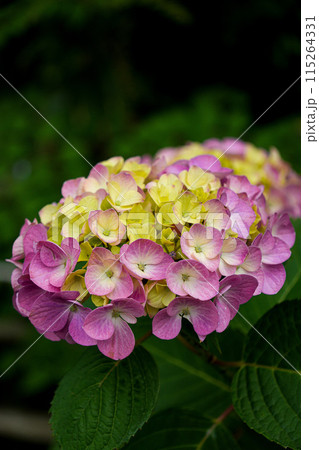 紫陽花 115264331
