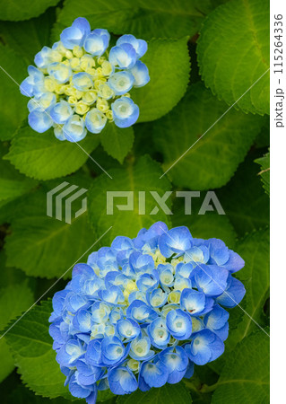 紫陽花 115264336