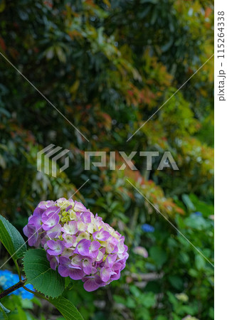 紫陽花 115264338