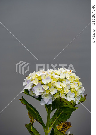 紫陽花 115264340