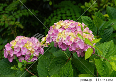 紫陽花 115264368