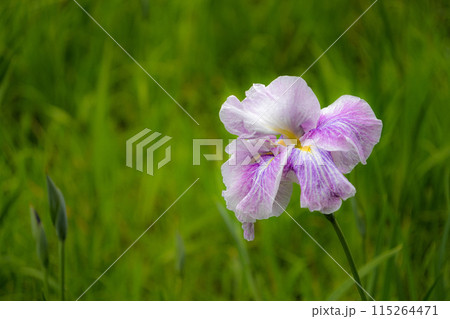 花菖蒲　二見しょうぶロマンの森 115264471