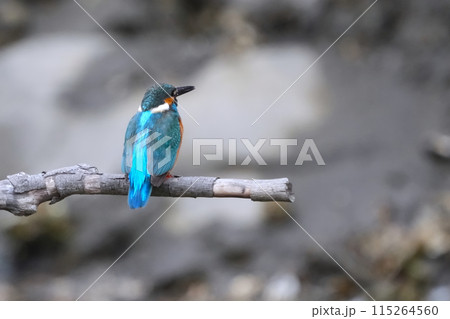 カワセミ 115264560