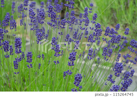 6月のラベンダー畑に咲く紫と白のラベンダー 115264745