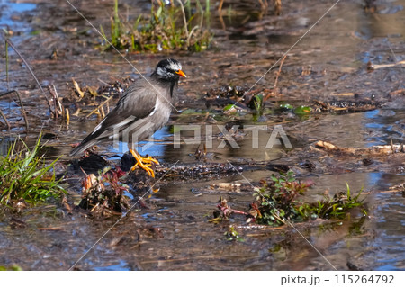 ムクドリ 115264792