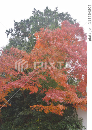 京都の紅葉 京都の紅葉 115264802