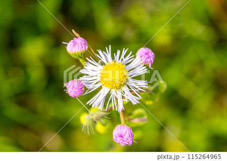 ハルジオンの花と蕾と~タンポポの種と一緒~ ハルジオンの花と蕾と~タンポポの種と一緒~ 115264965