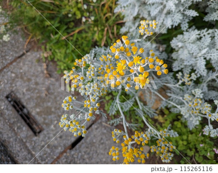 春の庭に咲く黄色いシロタエギクの花 春の庭に咲く黄色いシロタエギクの花 115265116