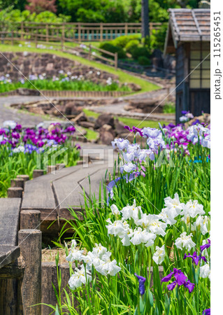 赤塚山公園、満開の花しょうぶ〈愛知県豊川市〉 115265451
