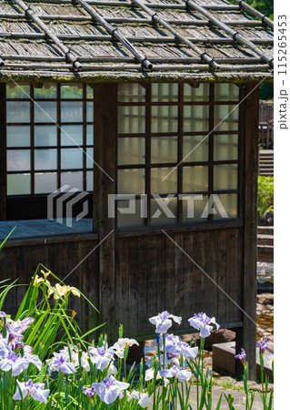 赤塚山公園、満開の花しょうぶ〈愛知県豊川市〉 115265453