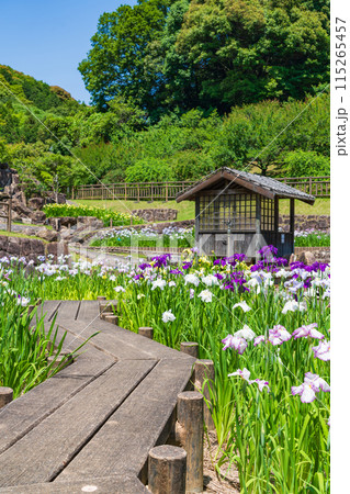 赤塚山公園、満開の花しょうぶ〈愛知県豊川市〉 赤塚山公園、満開の花しょうぶ〈愛知県豊川市〉 115265457