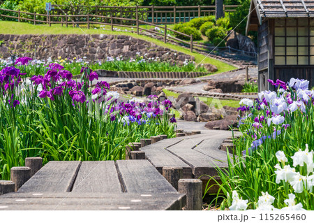 赤塚山公園、満開の花しょうぶ〈愛知県豊川市〉 115265460