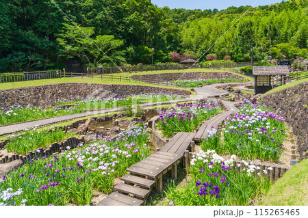 赤塚山公園、満開の花しょうぶ〈愛知県豊川市〉 115265465