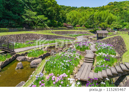 赤塚山公園、満開の花しょうぶ〈愛知県豊川市〉 赤塚山公園、満開の花しょうぶ〈愛知県豊川市〉 115265467