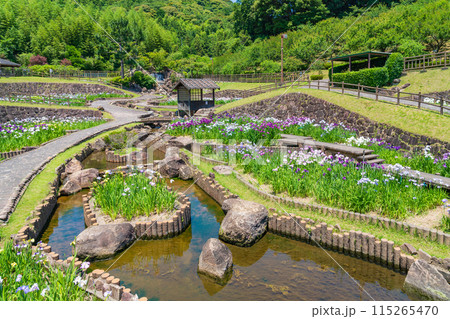 赤塚山公園、満開の花しょうぶ〈愛知県豊川市〉 115265470