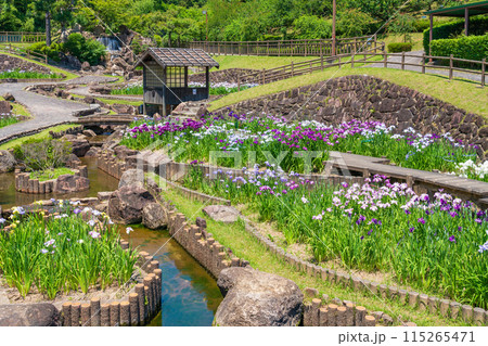 赤塚山公園、満開の花しょうぶ〈愛知県豊川市〉 赤塚山公園、満開の花しょうぶ〈愛知県豊川市〉 115265471