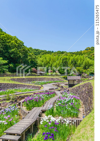 赤塚山公園、満開の花しょうぶ〈愛知県豊川市〉 115265475