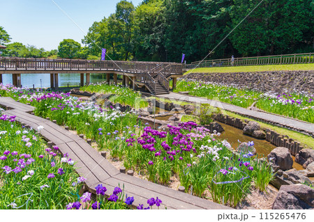 赤塚山公園、満開の花しょうぶ〈愛知県豊川市〉 赤塚山公園、満開の花しょうぶ〈愛知県豊川市〉 115265476