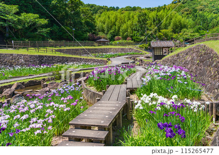 赤塚山公園、満開の花しょうぶ〈愛知県豊川市〉 115265477