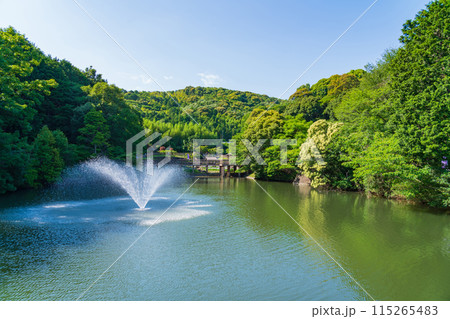 赤塚山公園、満開の花しょうぶ〈愛知県豊川市〉 115265483