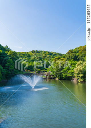 赤塚山公園、満開の花しょうぶ〈愛知県豊川市〉 115265485