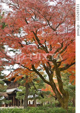 建仁寺の紅葉 115265531