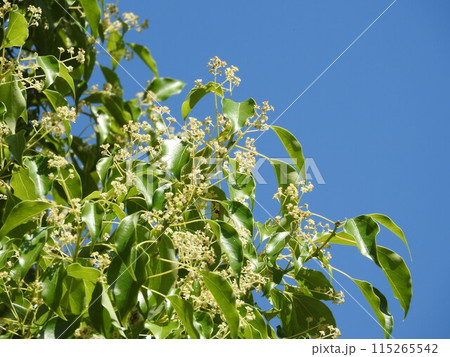 クスノキの花 115265542