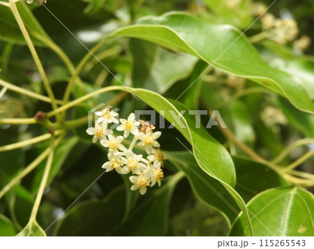 クスノキの花 115265543