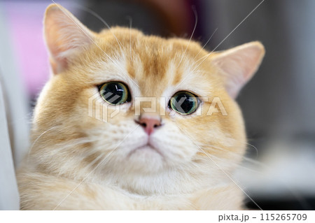 A detailed close-up of a golden British Shorthair cat with large, expressive green eyes A detailed close-up of a golden British Shorthair cat with large, expressive green eyes 115265709