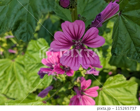 春の庭に咲く濃いピンクに紫色の筋模様の花びらのゼニアオイの花 115265737