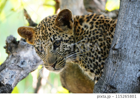 樹上のヒョウ 115265801