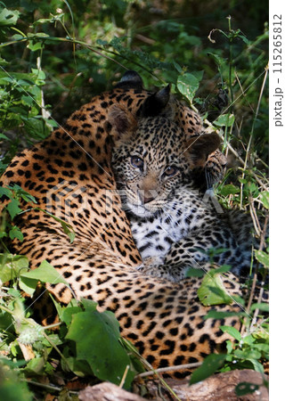 ヒョウの親子の写真素材 [115265812] - PIXTA