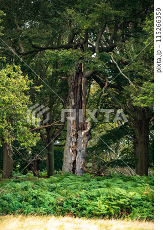 イギリスの郊外のウィンザー城の近くのロングウォーク 115266359