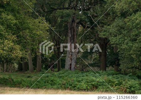 イギリスの郊外のウィンザー城の近くのロングウォーク イギリスの郊外のウィンザー城の近くのロングウォーク 115266360