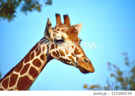 キリンの顔の写真素材 [115266539] - PIXTA