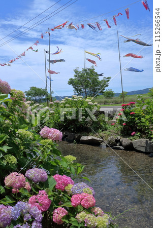 水辺に咲く紫陽花と鯉のぼり 水辺に咲く紫陽花と鯉のぼり 115266544