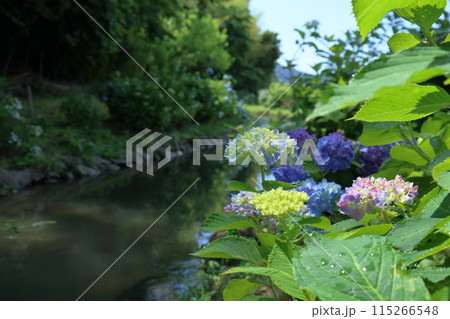 水路に咲くアジサイ　加茂川親水公園 115266548