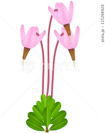 Cranberry flowers with leaves on a white background. 115266928