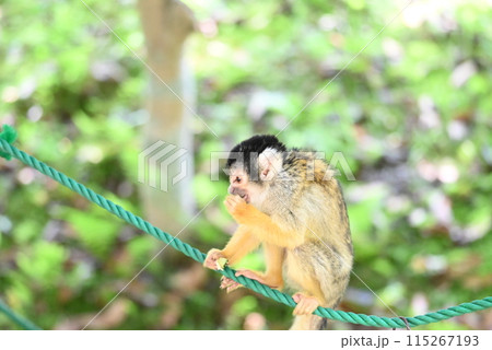 かわいいリスザルの姿 115267193