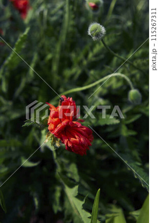 the flowers and buds of a fluffy poppy on a background of green leaves 115267311