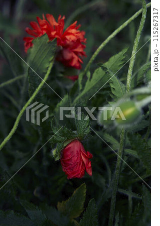 the flowers and buds of a fluffy poppy on a background of green leaves the flowers and buds of a fluffy poppy on a background of green leaves 115267317